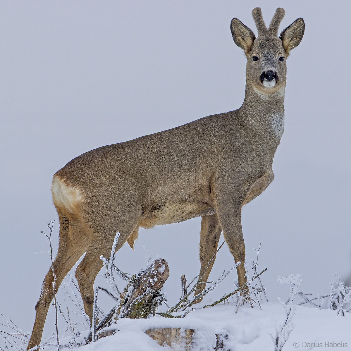 Элик. Косуля Сибирская. Элик косуля. Косуля Сибирская (capreolus pygargus Pall.). Алтайский заповедник косуля Сибирская.