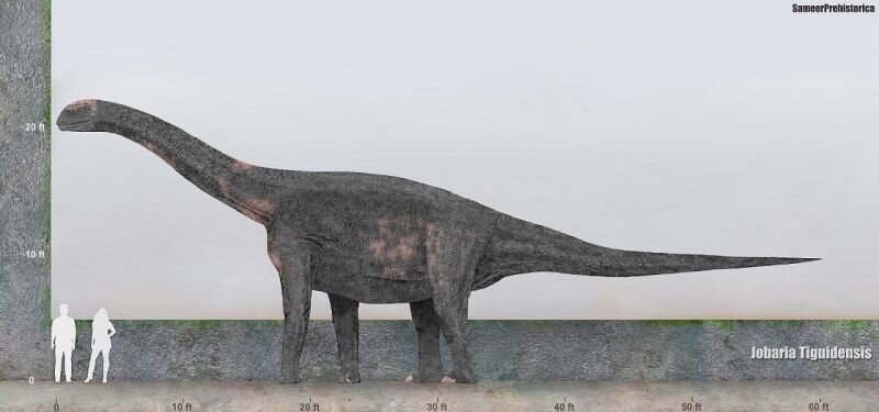 Джобария (лат. Jobaria) — род динозавров-зауроподов из группы Eusauropoda, живших в юрском периоде (174,1—145,0 млн лет назад) на территории современного Нигера.-2