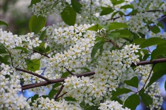 Интересный факт: в годы ВОВ сок плодов черёмухи применяли при лечении ран. 