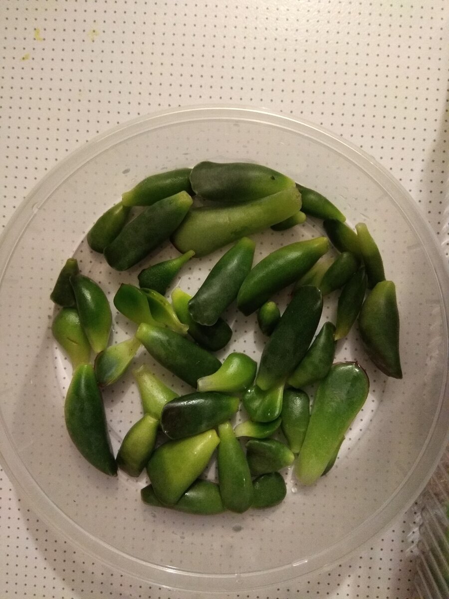 Отломившиеся листики от растений