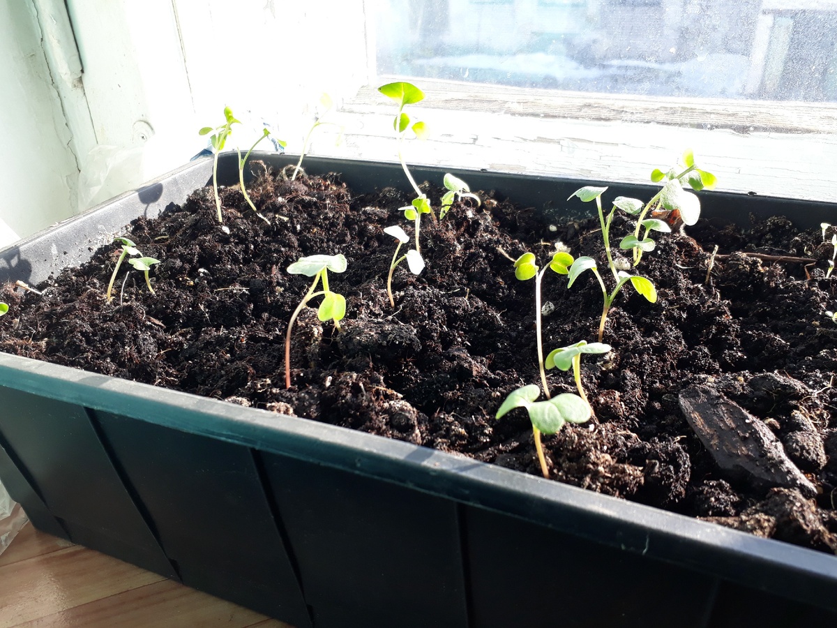 Неделя после всходов.