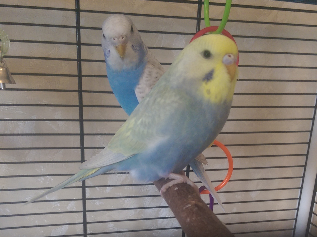 Волнистые попугаи