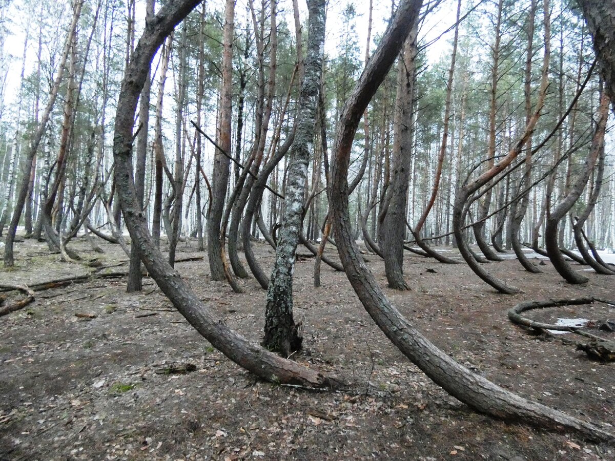 Пьяный лес в рязанской области фото