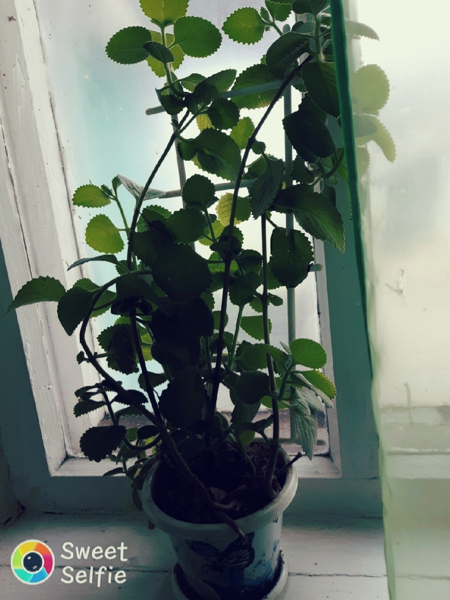 Лимонник