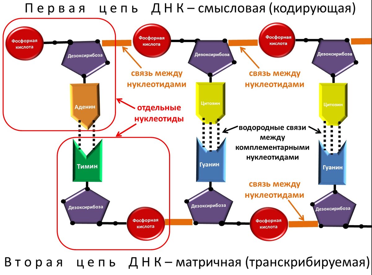 тест на измену жены по днк фото 64