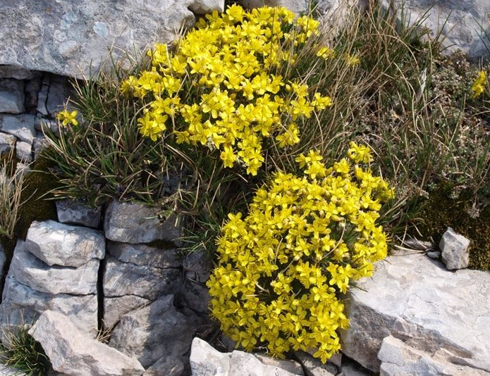    Draba aizoides — это небольшое вечнозеленое многолетнее растение, произрастающее в Европе и на Кавказе, довольно распространенное в Апуанских Альпах.-2