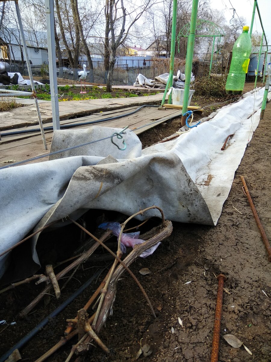 Посмотрела одним глазком, как перезимовал Виктор. Все в порядке.