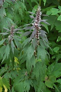 Пустырник пятилопастной действует так же, как элеутерококк.