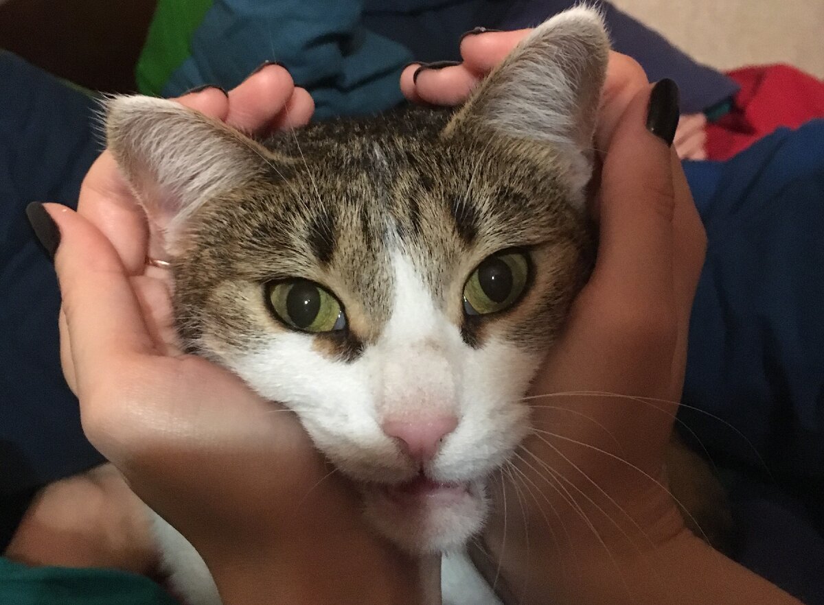 И не забудьте предупредить о переезде свою кошку!:) Фото из личного архива