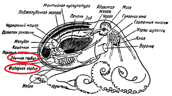 Новогодний гастрономический тур на Камчатку