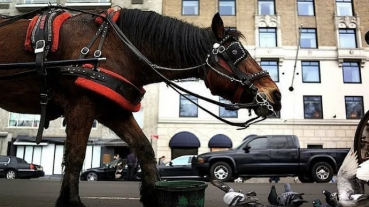 Лошади Невского проспекта 