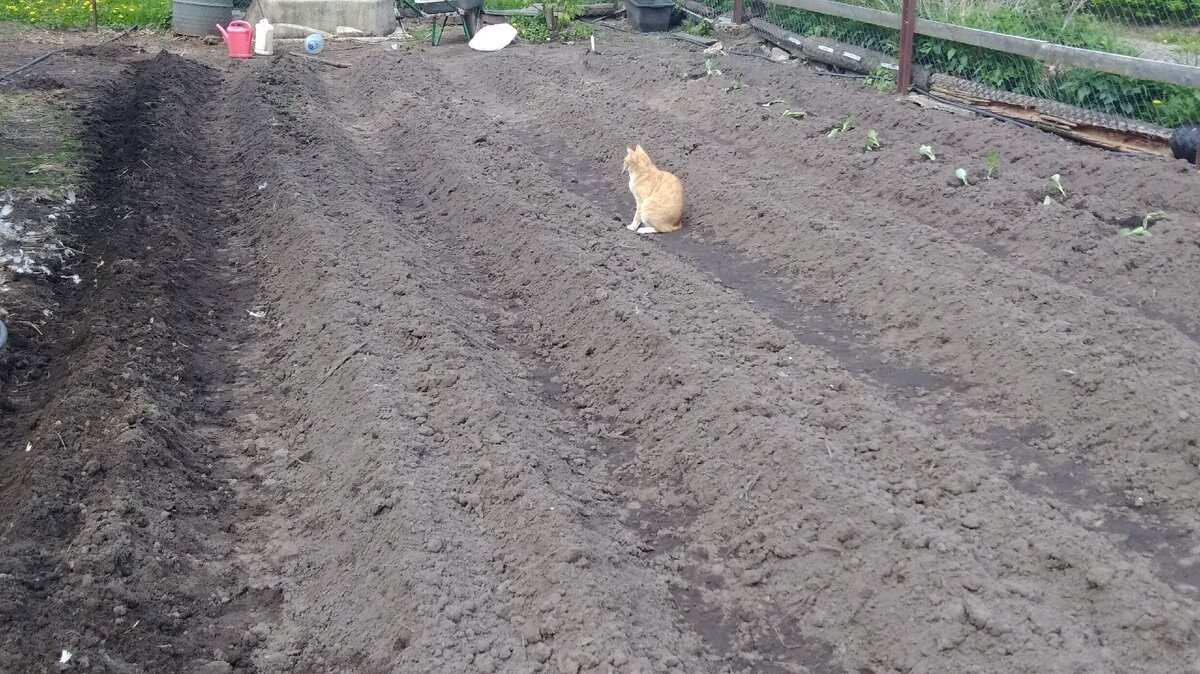 Мохнатый контролёр припёрся принимать сделанную работу. лапки вязнут в рыхлой земле.