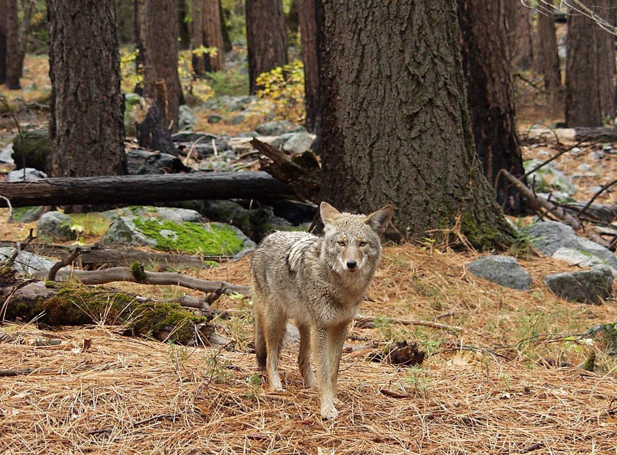 Койот (Canis latrans).