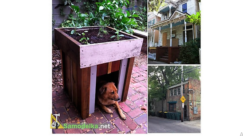                                         Благодарный пес