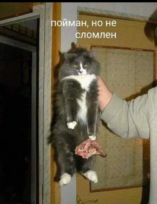 А глаза-то! Глаза))) кажется кому-то насссцат в тапки 😆