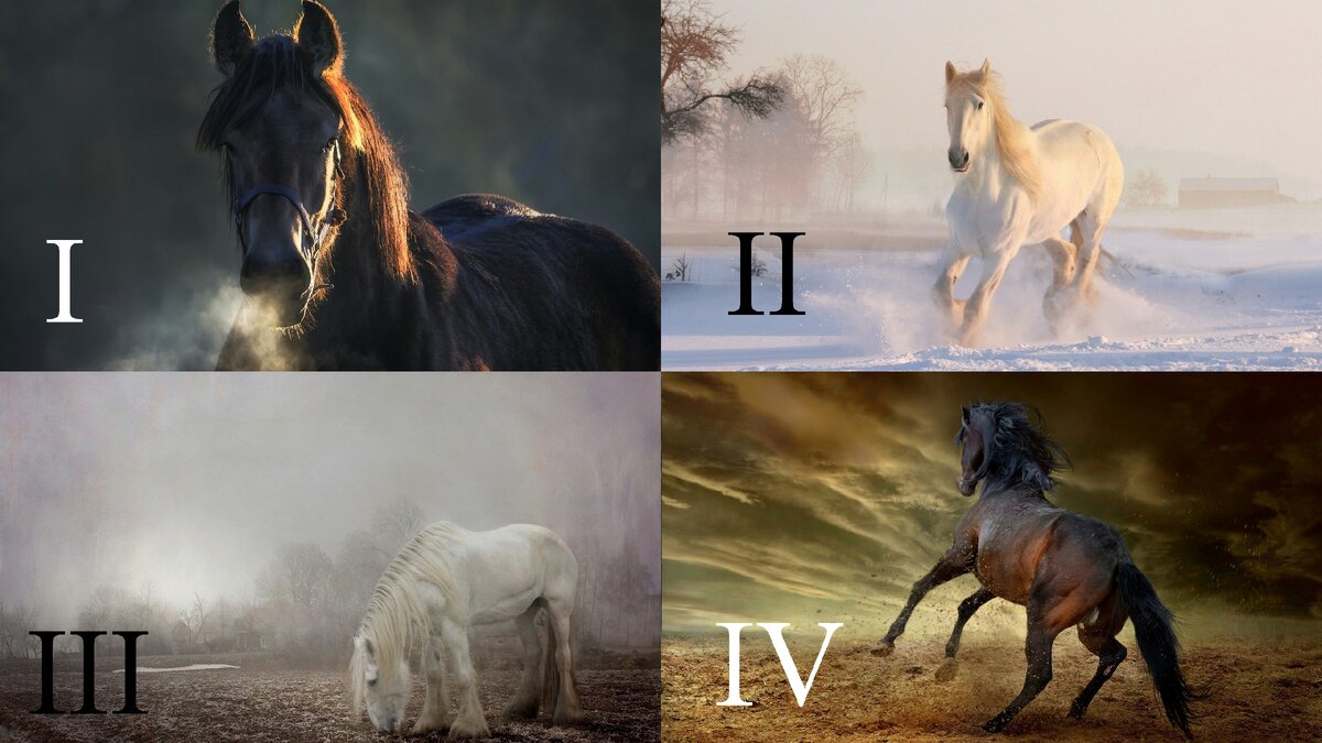 Выберите одно изображение лошади