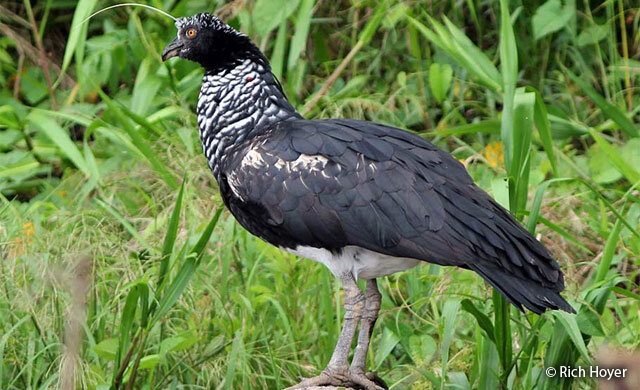 Выглядит, конечно, грациозно, но вот рог чёт приуныл)))