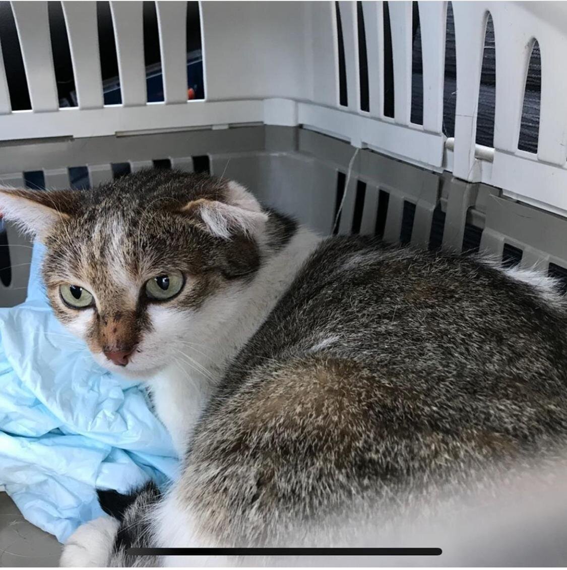 Первые часы в приюте