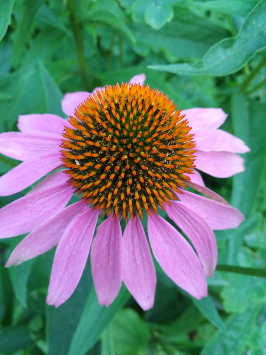 Цветок эхинацеи