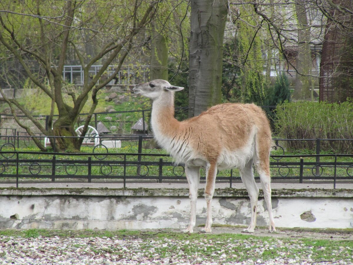 парк зверей