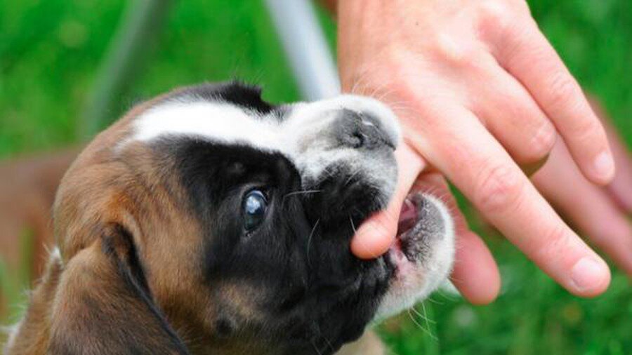 Взято https://baomoi-photo-fbcrawler.zadn.vn/w900_r16x9/2019_09_18_296_32237480/d46021db669b8fc5d68a.jpg