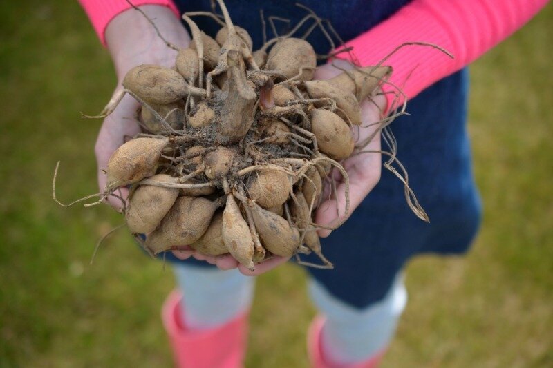 Источник фото https://www.famflowerfarm.com