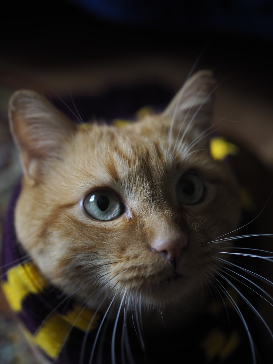 Кот в шарфе Гриффиндор, Живоглот