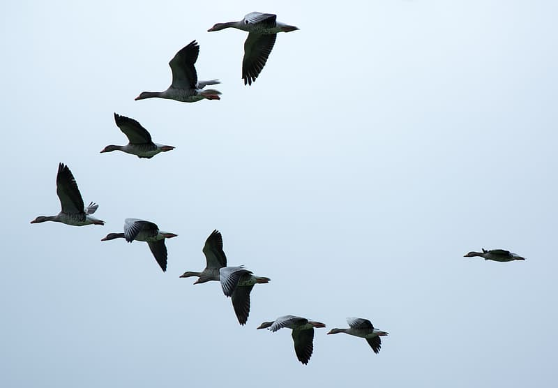 Почему птицы летят клином: основные причины и объяснения