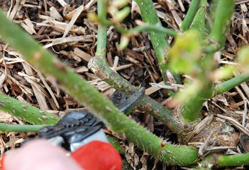 Обрезка роз