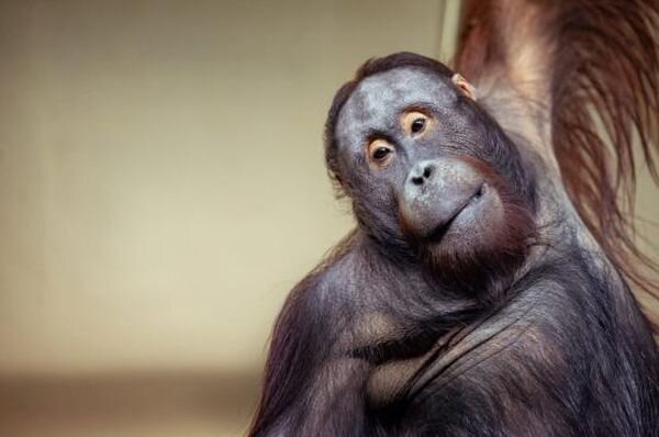 Источник фото: vk.com/rostzoo