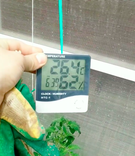 Комфортная влажность для томатов в моей теплице 62%