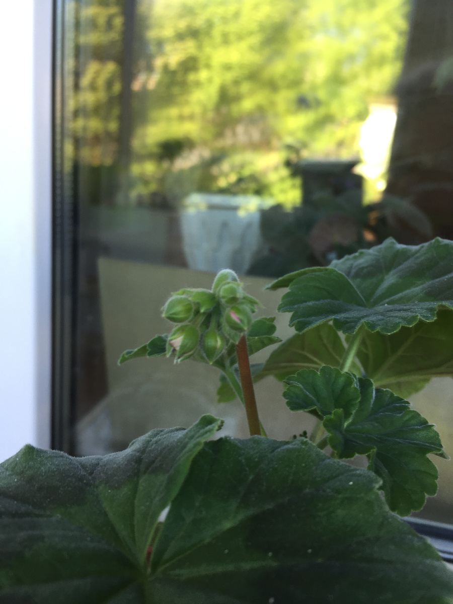 Здесь будет розовое что-то, видимо, я не слежу за сортами и не подписываю горшки