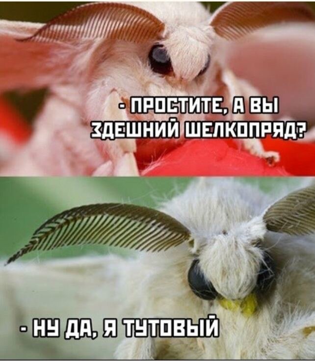 Коллаж: pikabu