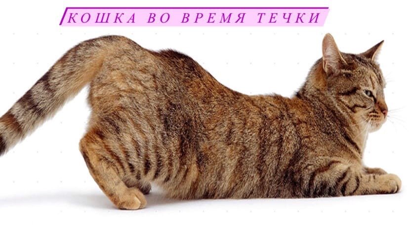 Кошка просит кота: что делать и как успокоить кошку | Hill's Pet