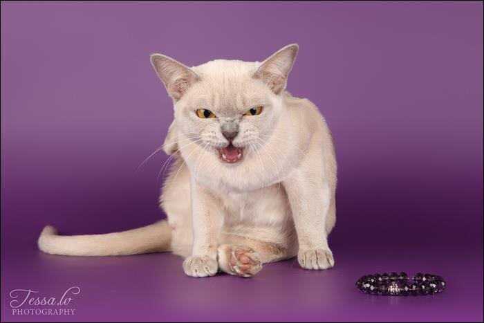 Jasper Burmese cats - NW, SC Sabokah Pandora, DVM & DSM