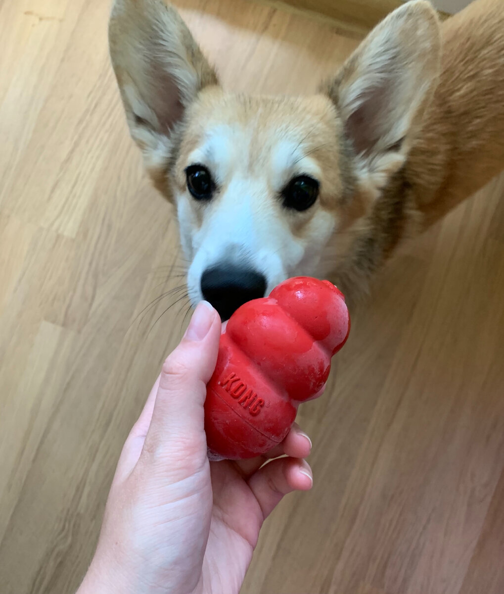 Там внутри вкусняшка, поэтому Соба сразу прибежала:)