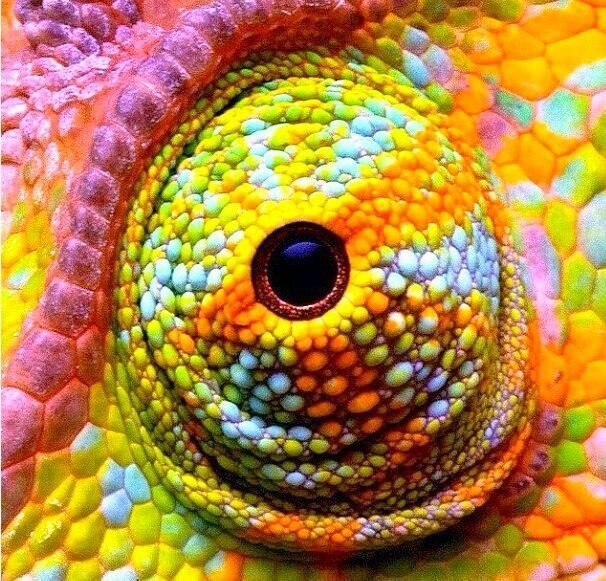 Сейчас он смотрит на тебя (Яндекс картинки)