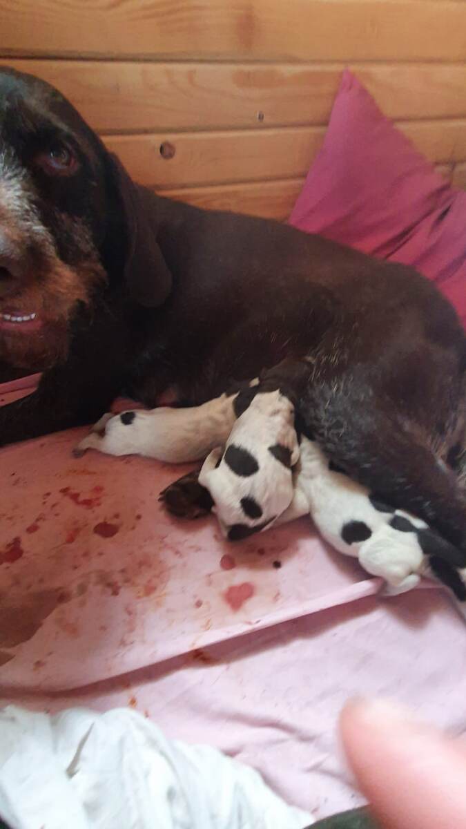 Наши первые 3 щеночка