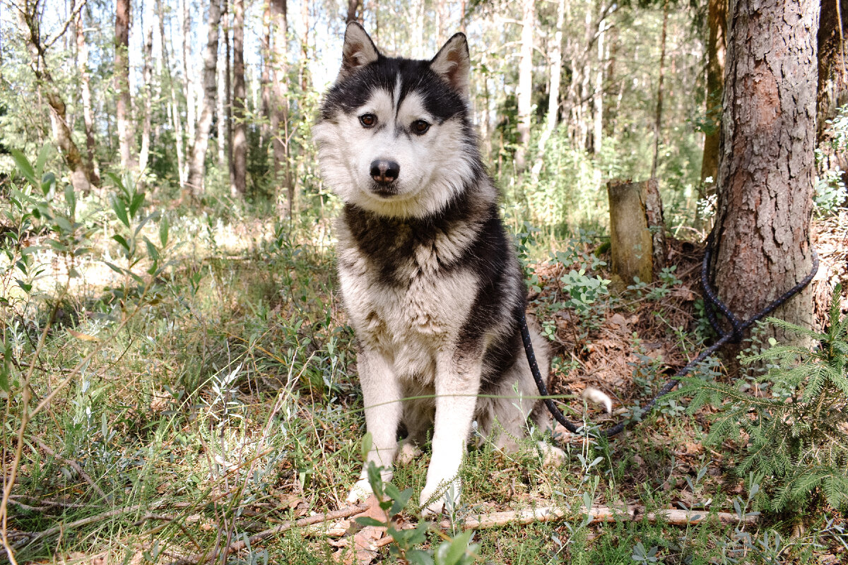 Ом гуляет в лесу