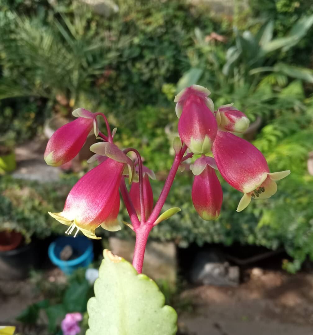 каланхоэ мангини