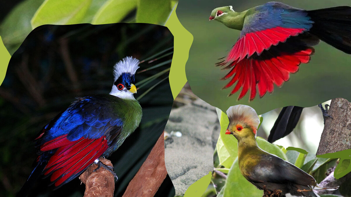 некоторые виды турако