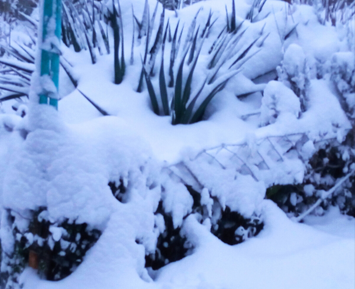 Юкку занесло снегом