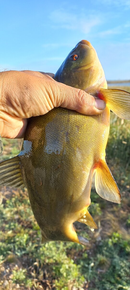 Приехали на утреннюю рыбалку ,закормились, ловим не крупную плотву на поплавочную удочку. Поклевка за поклевкой, хороший клев плотвы был в то утро. Ну как обычно, очередная поклевка, притапливание поплавка и поплавок медленно потащило, ну я как всегда в это время сделал резкую подсечку, и собирался уже подтянуть рыбу, но не тут то было, рыба сначала уперлась, а после рванула сначала влево, удилище в дугу, снова остановка, пытаюсь подтянуть, но рыба уже рванула вправо и сноча удилище в дугу. Я в шоке, первая мысль была что это ондатра зацепилась за крючок, плотва не могла такой мощной быть, нет такой плотвы в этом озере чтобы могла так сопротивляться, карпа и линя здесь ни разу не ловил. Снова подтягиваю потихоньку, что то продолжает сопротивляться на том конце снасти, то рванет в сторону, то упрется, но потихоньку сдается что то, но я так не вижу что там, что за зверь такой мощный. Ну вот это что то уже получилось поднять к поверхности, почти к поверхности воды и вижу желтовато зеленый бока и короткий здоровый хвост, ну все я увидел его и узнал, что это линь и так подтягивая потихоньку, видать рыба устала, подтянул к берегу, подсака как обычно под рукой нет, в одной руке удилище, а второй рукой пытаюсь дотянуться до рыбы. Ну вот рыба прижата ко дну рукой, бросаю удочку и уже хватаюсь двумя руками за нее, она скользкая, но уже сопротивления никакого нет, видать рыба устала . Ну вот рыба в руках. Беру телефон, делаю фото и выпускаю в садок к плотве. Ну такого адреналина я давно не получал .В этом году больше на этом озере за все лето поклевок линя не было.