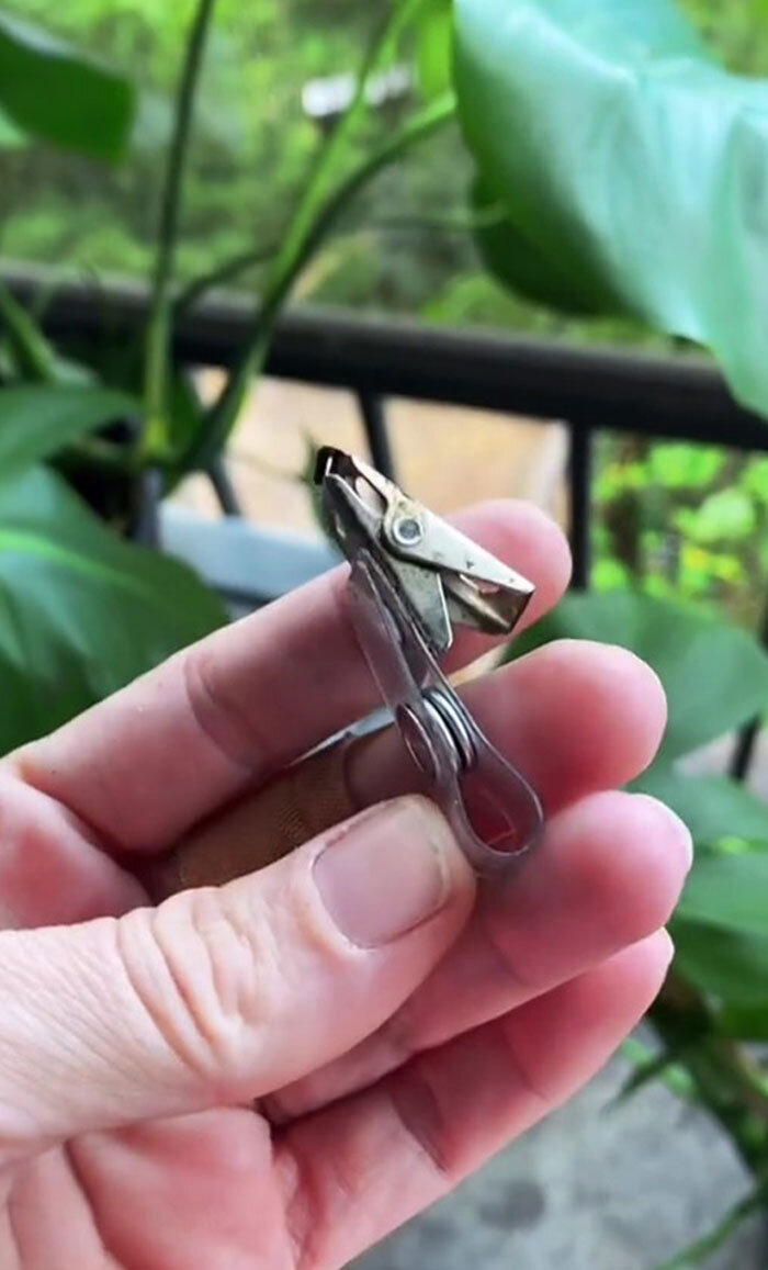 А началось всё банально. Вороны облюбовали дерево возле дома женщины, и своим карканьем доставляли ей беспокойство. Сначала она пыталась гонять их палками и камнями, но это ни к чему не привело.-2-2