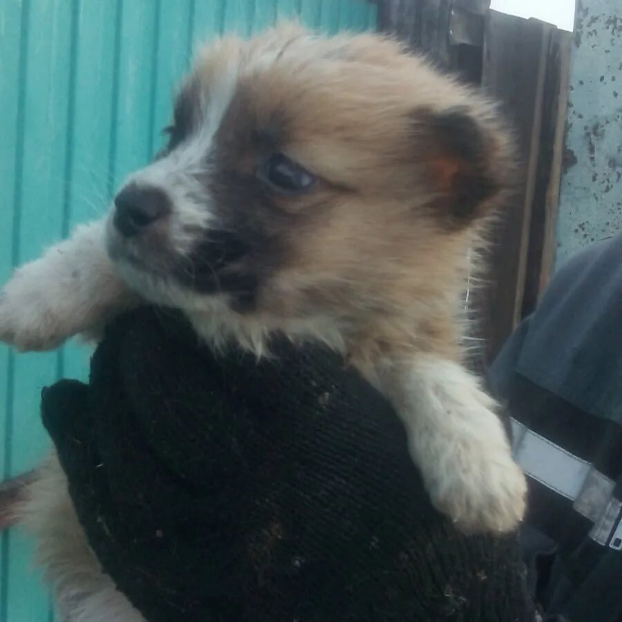 кот и пес территория надежды дзен