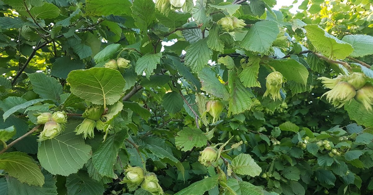 Corylus avellana С†РІРµС‚С‹