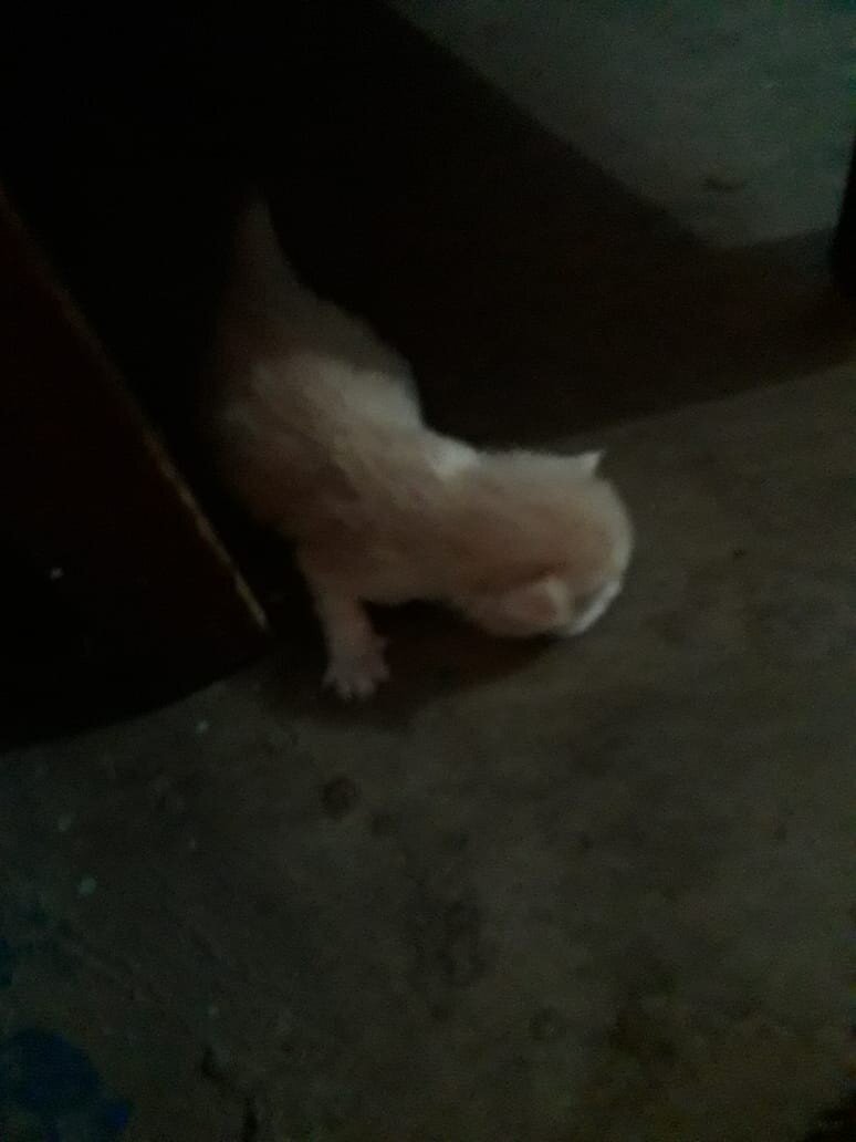 Бедный малыш искал в подъезде мамочку