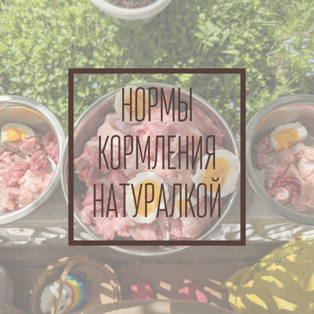 НОРМЫ КОРМЛЕНИЯ НАТУРАЛКОЙ В КАРТИНКАХ! | Собака на мясе | Дзен