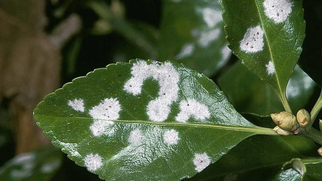 Plant disease. Мучнистая роса. Мучнистая роса на бересклете. Мучнистая роса налет. Мучнистая роса Свидина.