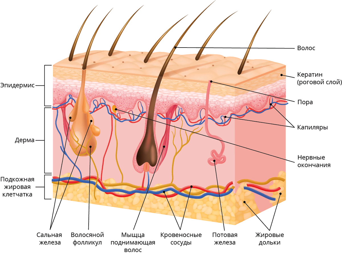 Капилляры в эпидермисе. Слой 1) эпидермис 2) дерма 3) гиподерма. Строение кожи эпидермис дерма подкожная клетчатка. Подкожная жировач дерма эпидермим. Эпидермис, дерма и подкожно-жировая клетчатка..